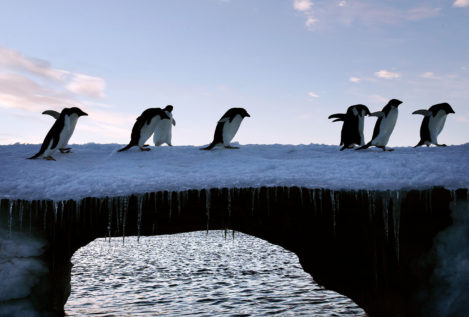 Pingüinos y pajarracos