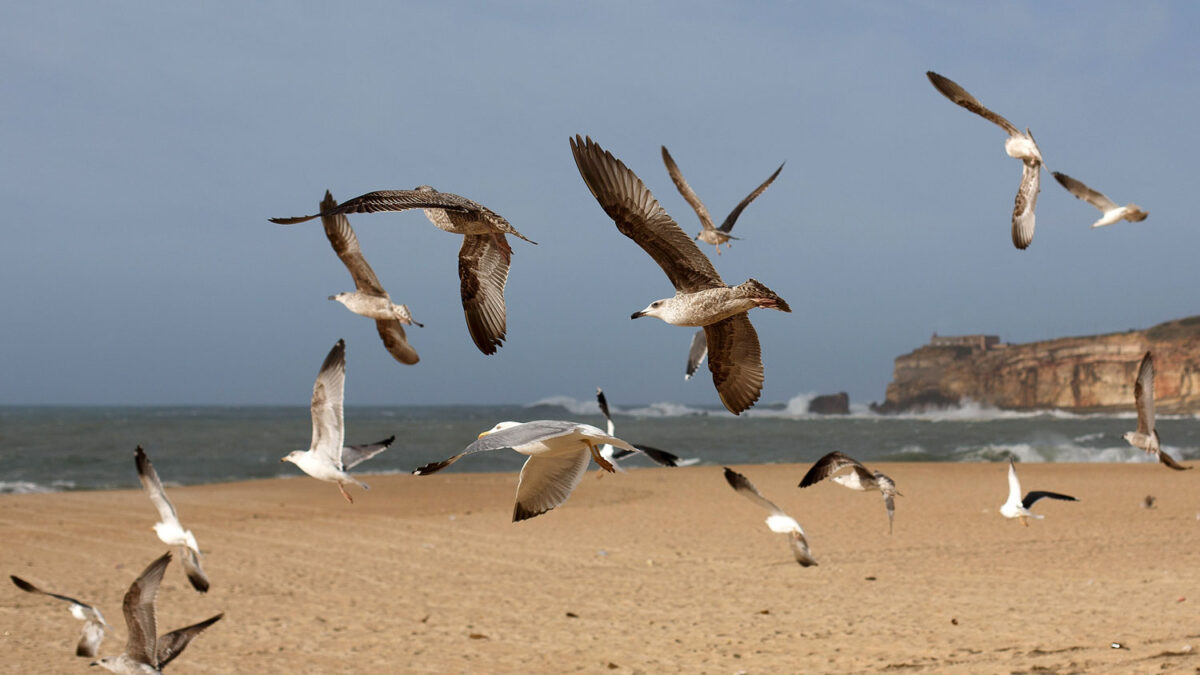 Las playas españolas consiguen 681 banderas azules