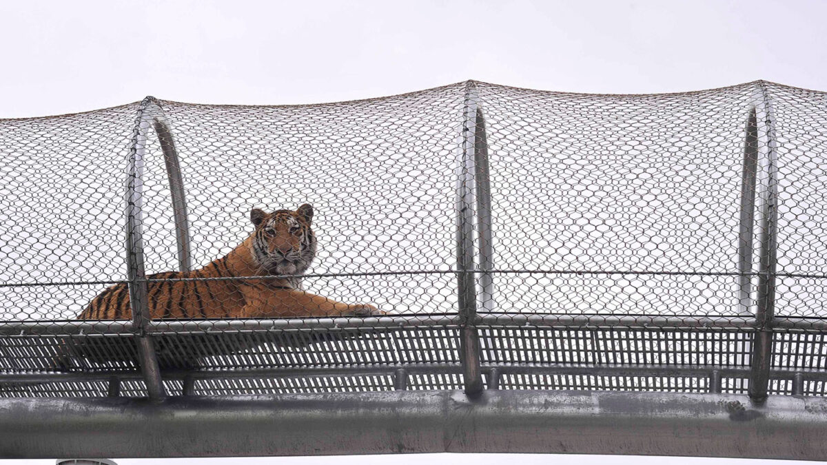 El tigre de Amurk disfruta del sendero de exploración Zoo360 en Filadelfia