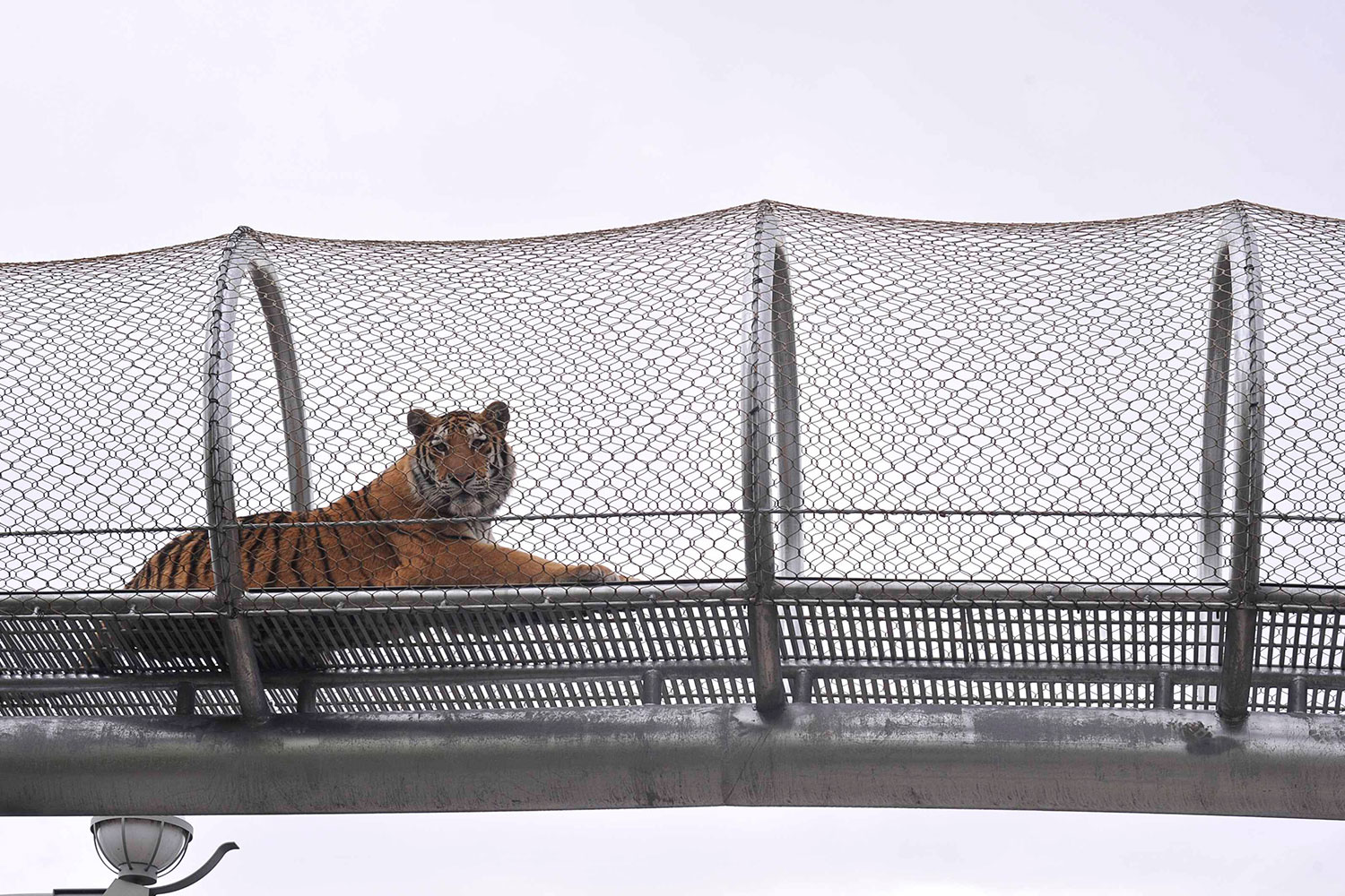 El tigre de Amurk disfruta del sendero de exploración Zoo360 en Filadelfia