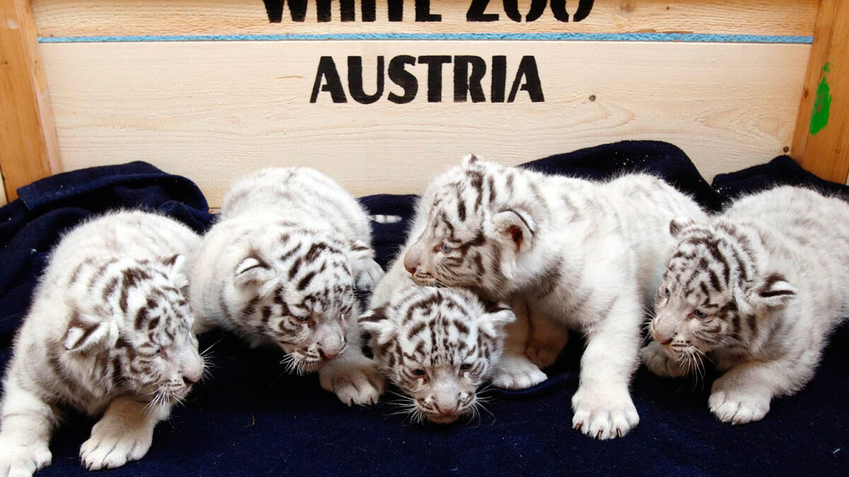 El White Zoo de Kernhof da la bienvenida a otros cinco cachorros de tigre de Bengala