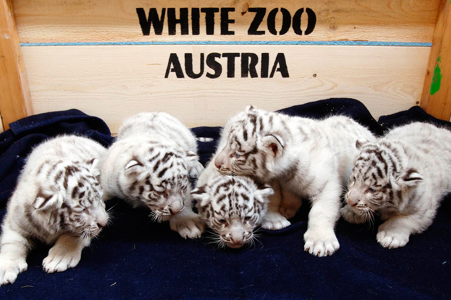 El White Zoo de Kernhof da la bienvenida a otros cinco cachorros de tigre de Bengala