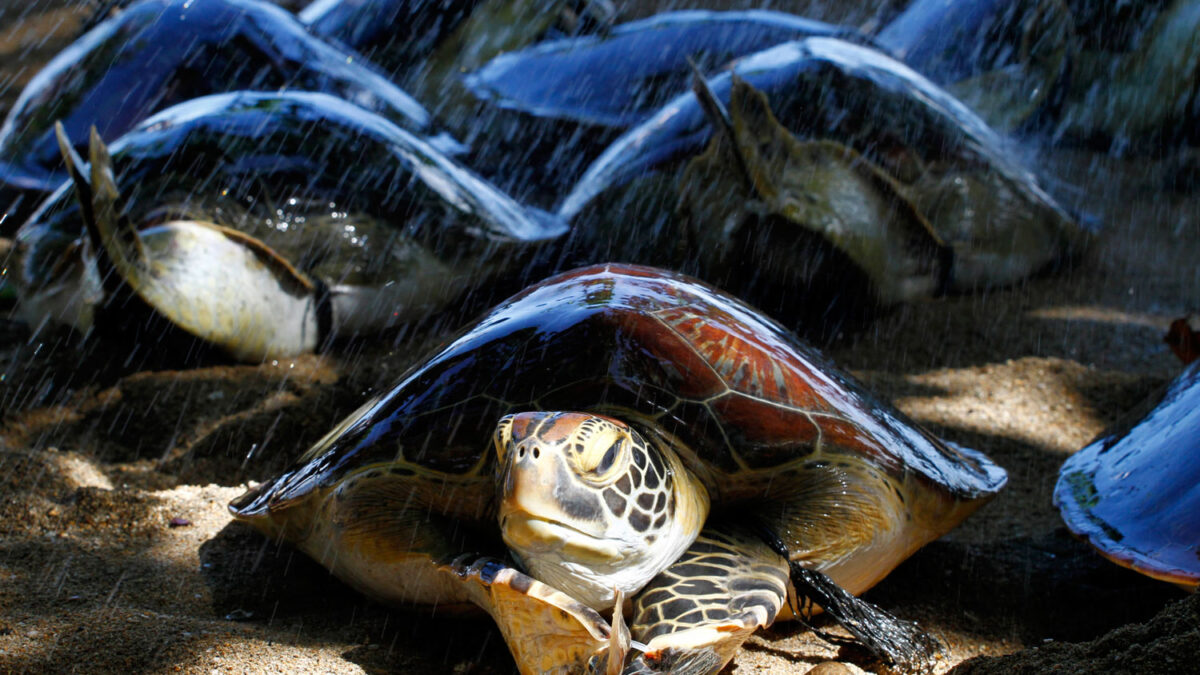 Tortugas recobran su libertad