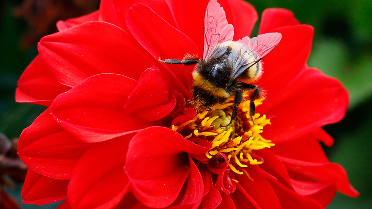 El problemas de las abejas se agrava