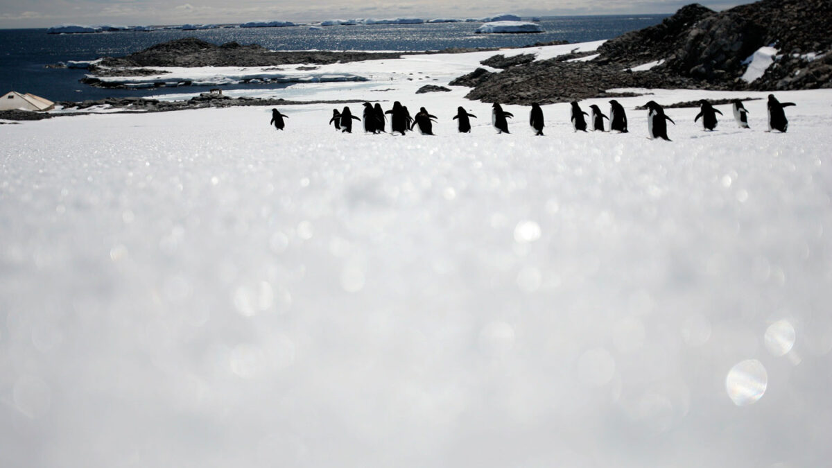 Las colinas de Lansemann, declaradas Zona Antártica Especialmente Protegida