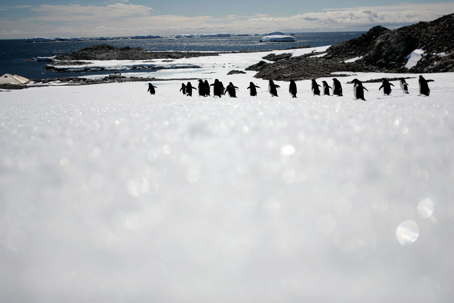 Las colinas de Lansemann, declaradas Zona Antártica Especialmente Protegida