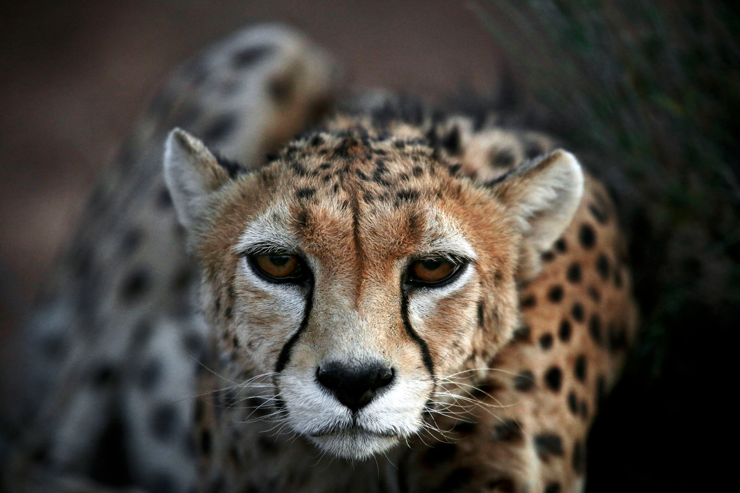 Irán quiere recuperar al guepardo asiático