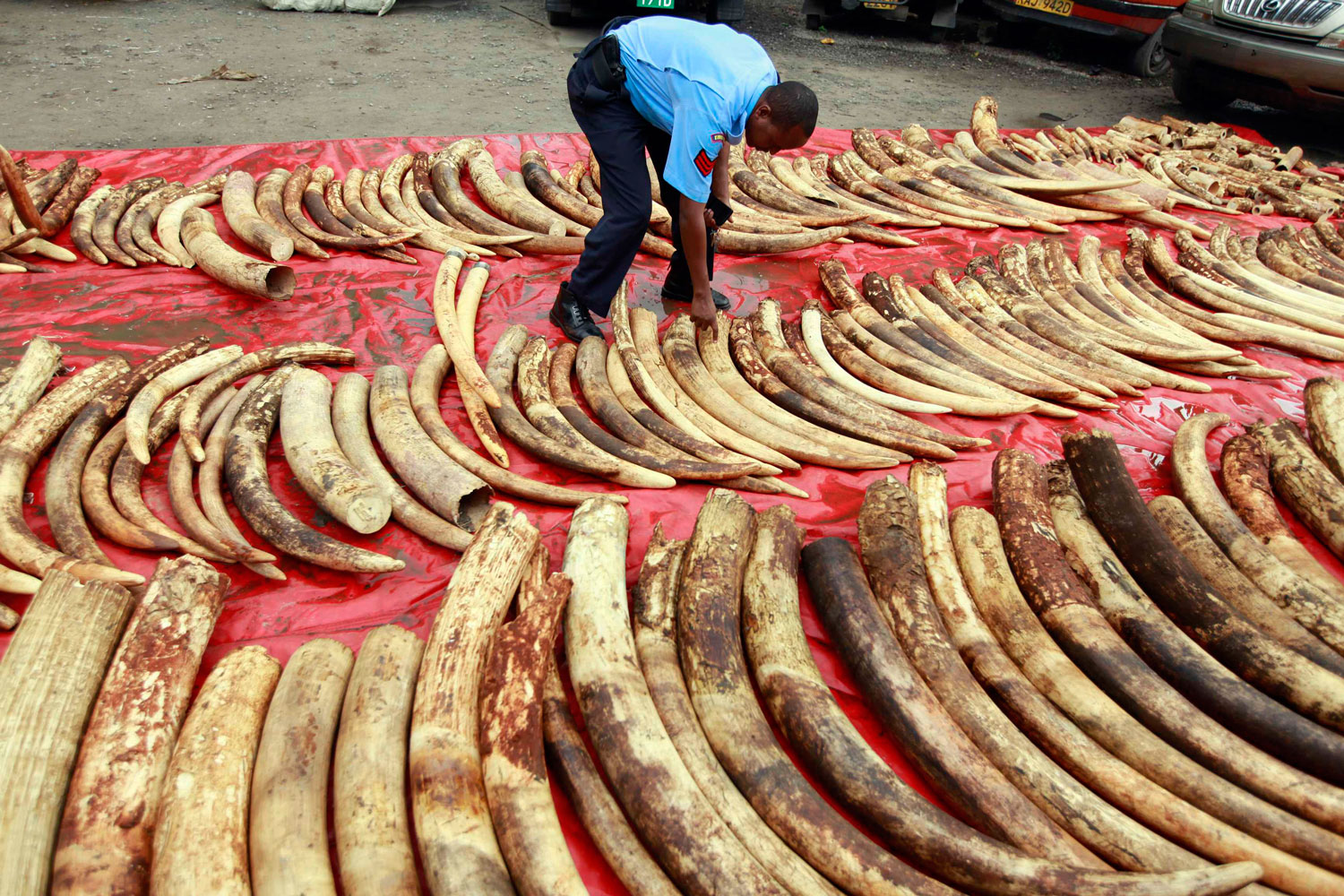 Las autoridadas kenianas incautan 300 colmillos de elefantes que iban a ser exportados