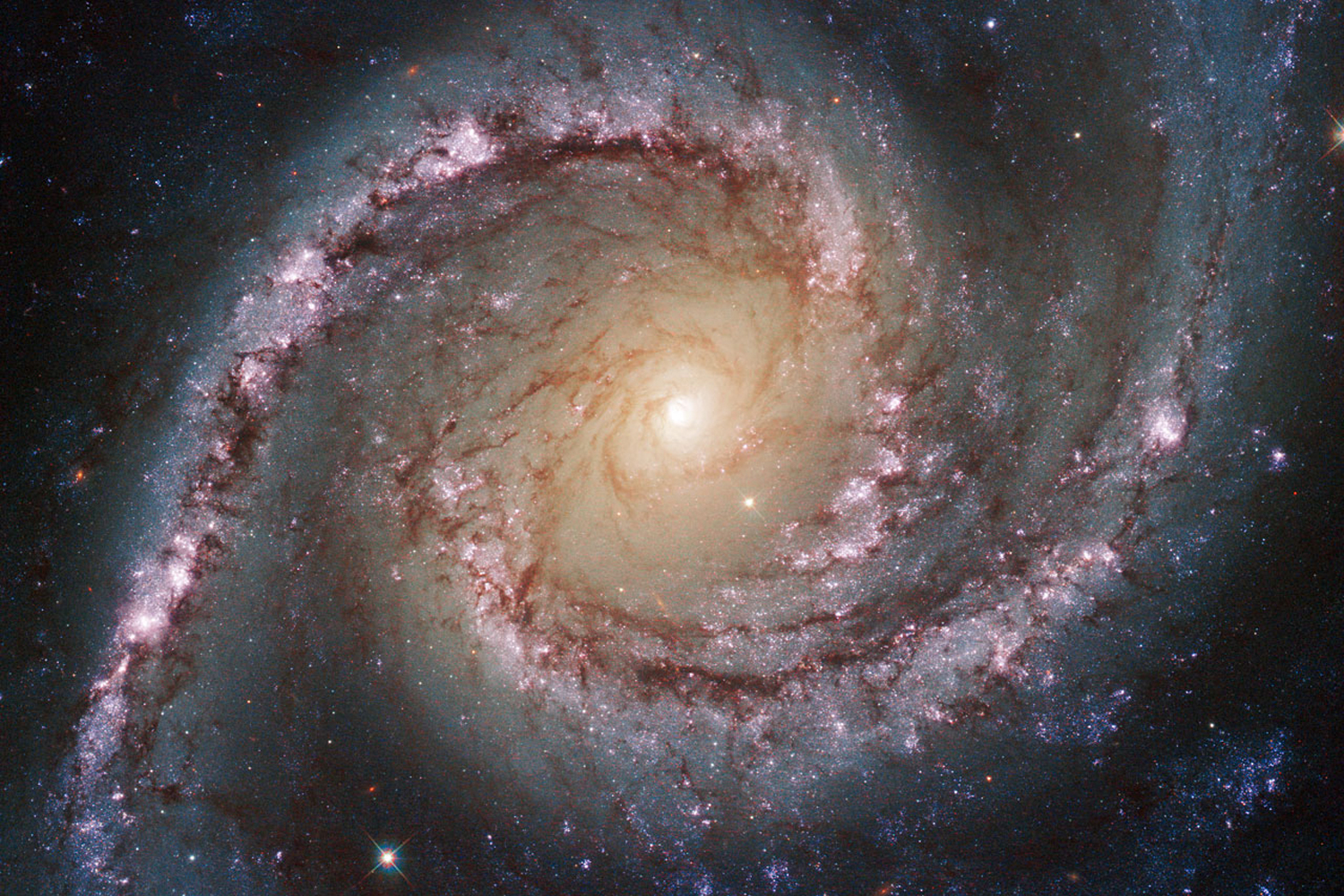 NGC 1566, la galaxia más brillante de la constelación de Dorado