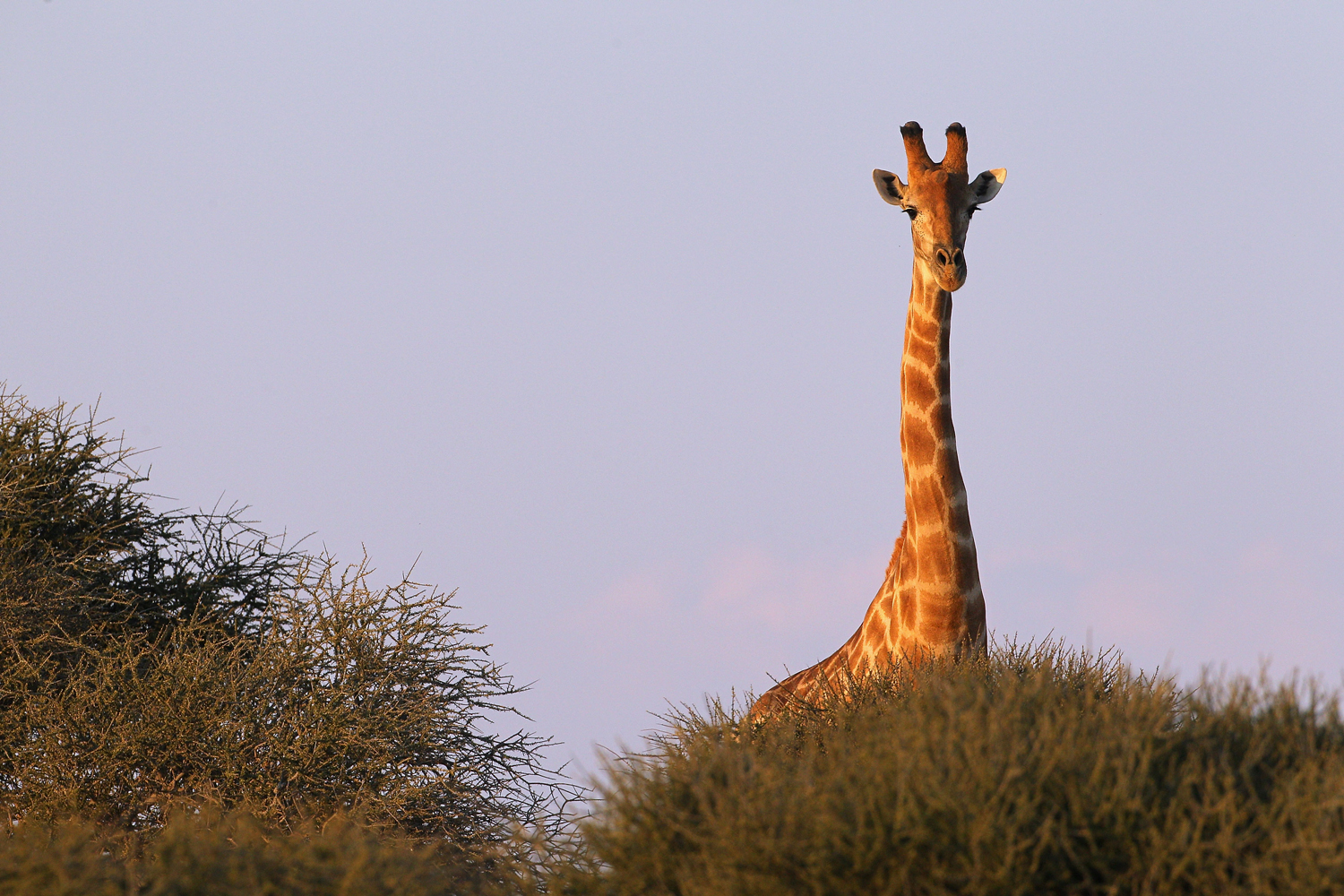 La población de jirafas se reduce de 140.000 a 80.000 ejemplares en todo el mundo