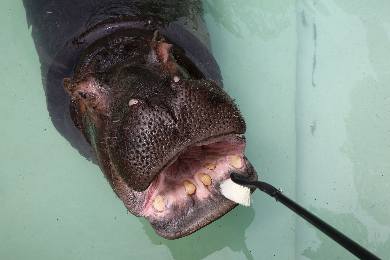 Sonrisa de hipopótamo para concienciar a los niños sobre la importancia de la higiene dental