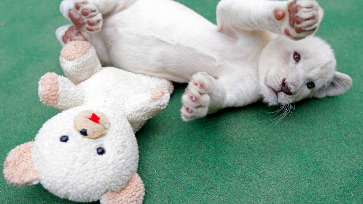 Abony presenta su cachorro de león blanco