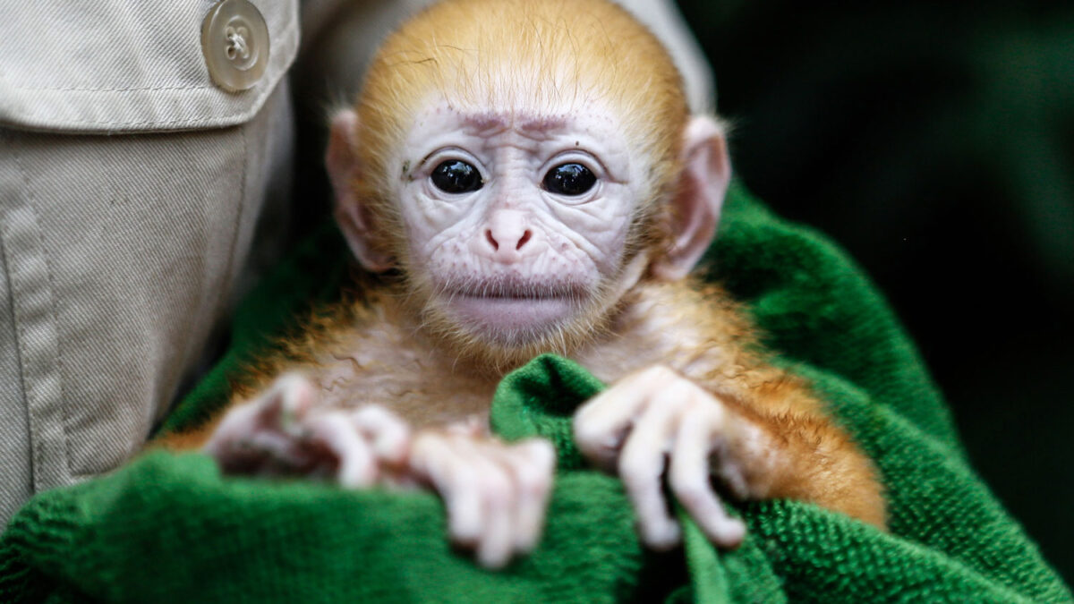 Nace un langur javanés en un zoo de Bali.