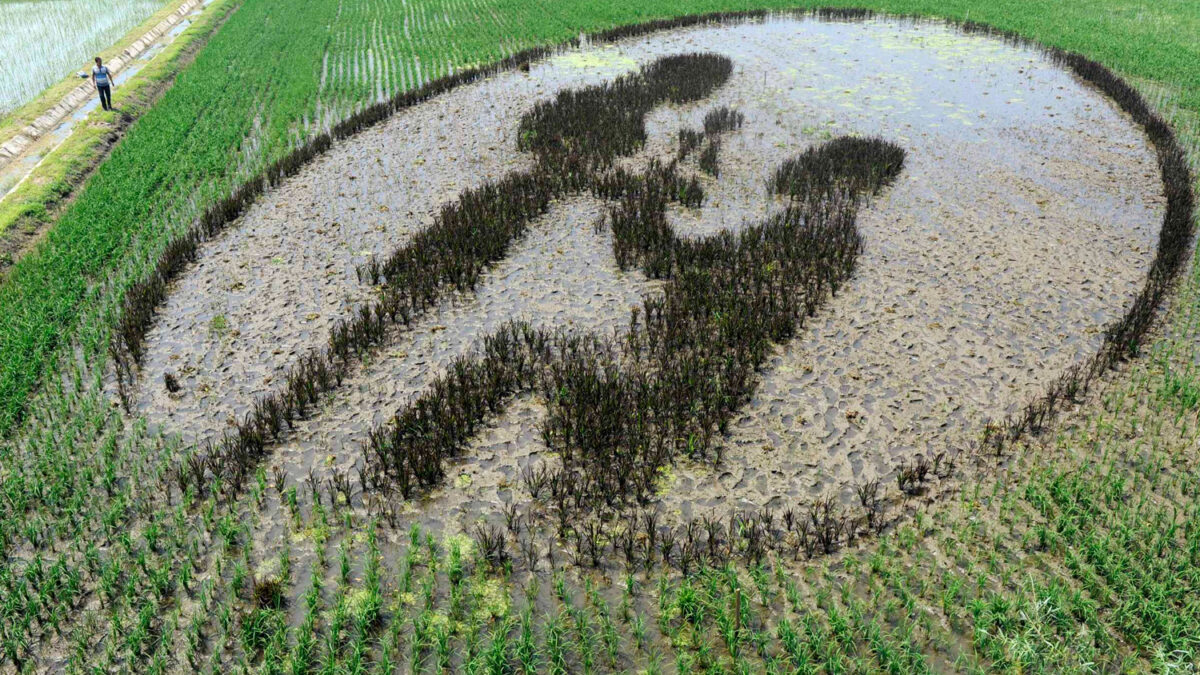 Romántico mural realizado sobre un campo de arroz en Shenyang