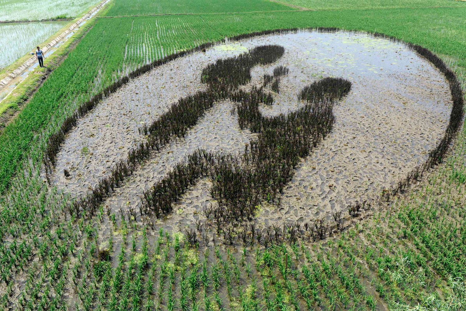 Romántico mural realizado sobre un campo de arroz en Shenyang