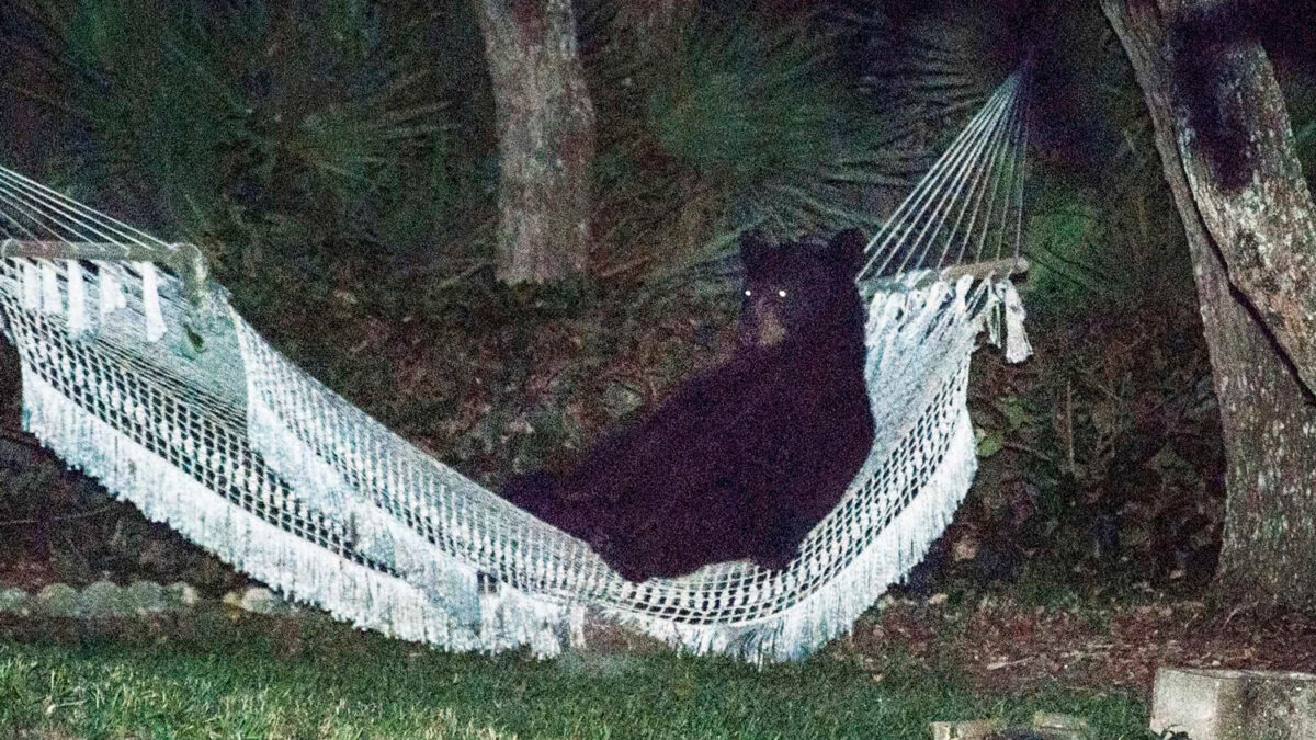 Pillan «in fraganti» a un oso recostado en la hamaca de un patio en Daytona Beach, Florida