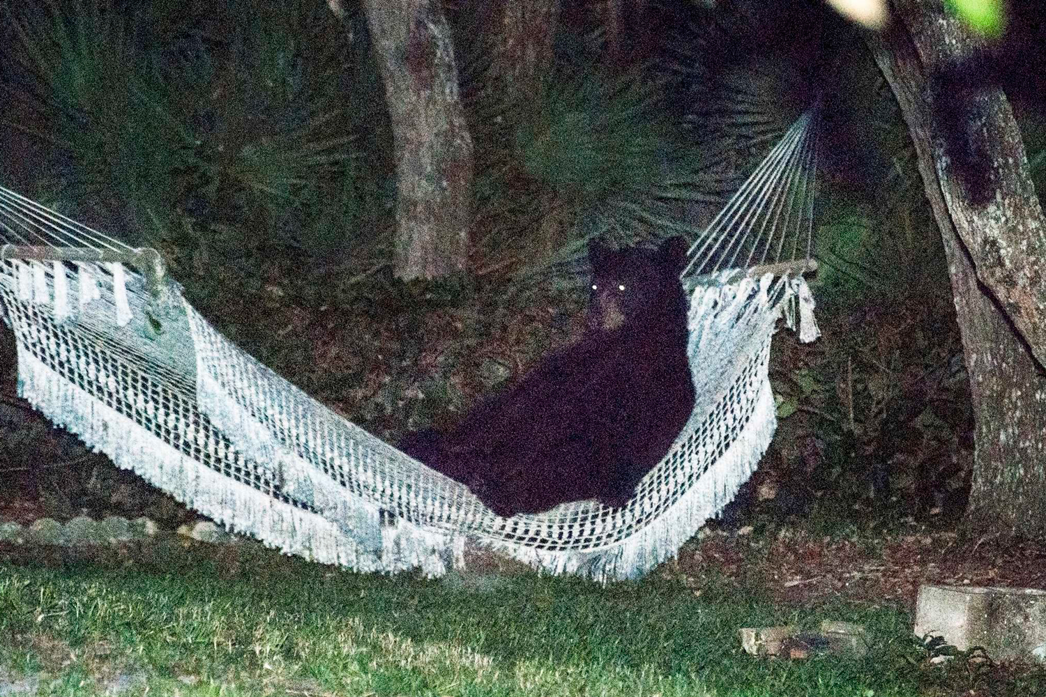Pillan «in fraganti» a un oso recostado en la hamaca de un patio en Daytona Beach, Florida