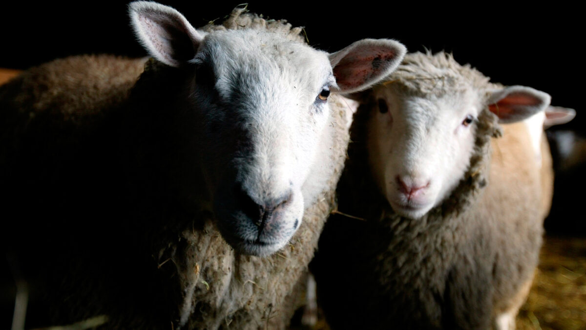 Descifran el genoma de las ovejas