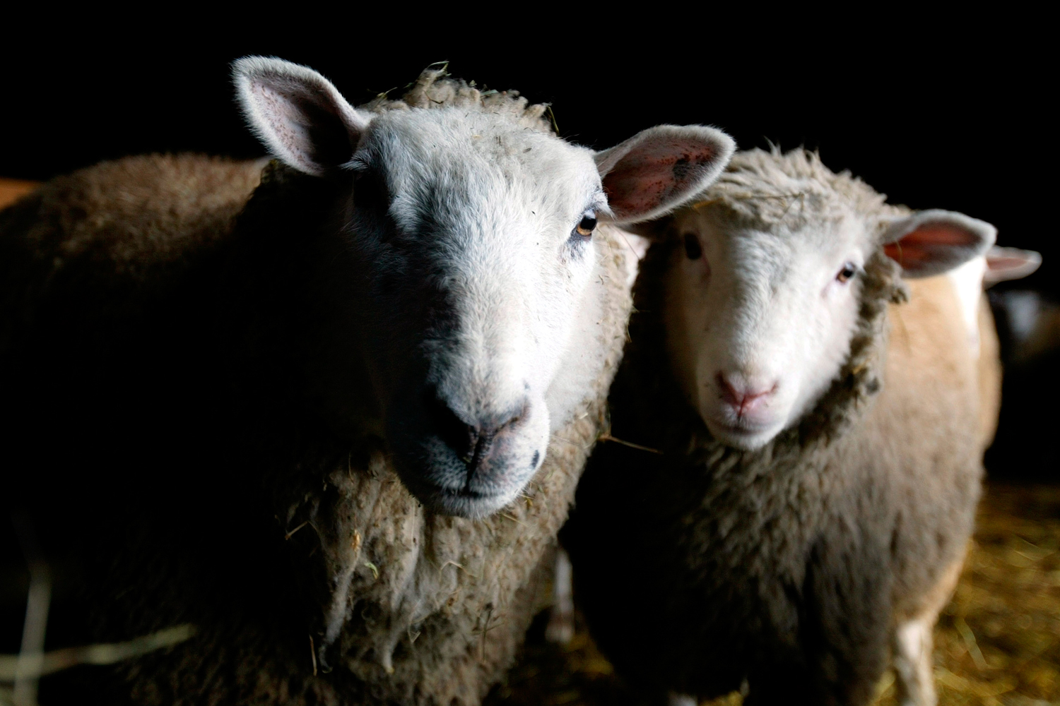 Descifran el genoma de las ovejas