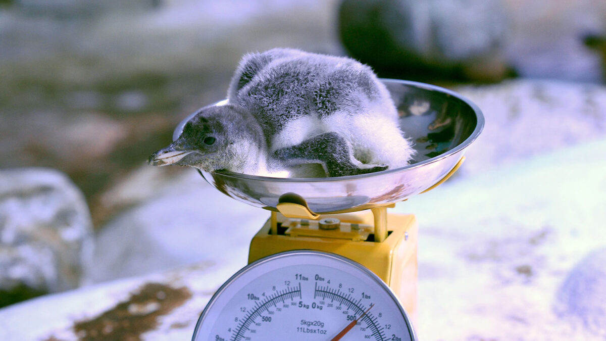 The Sea Life London Aquarium presenta al hijo de Arnie y Luna, sus pinguinos Gentoo