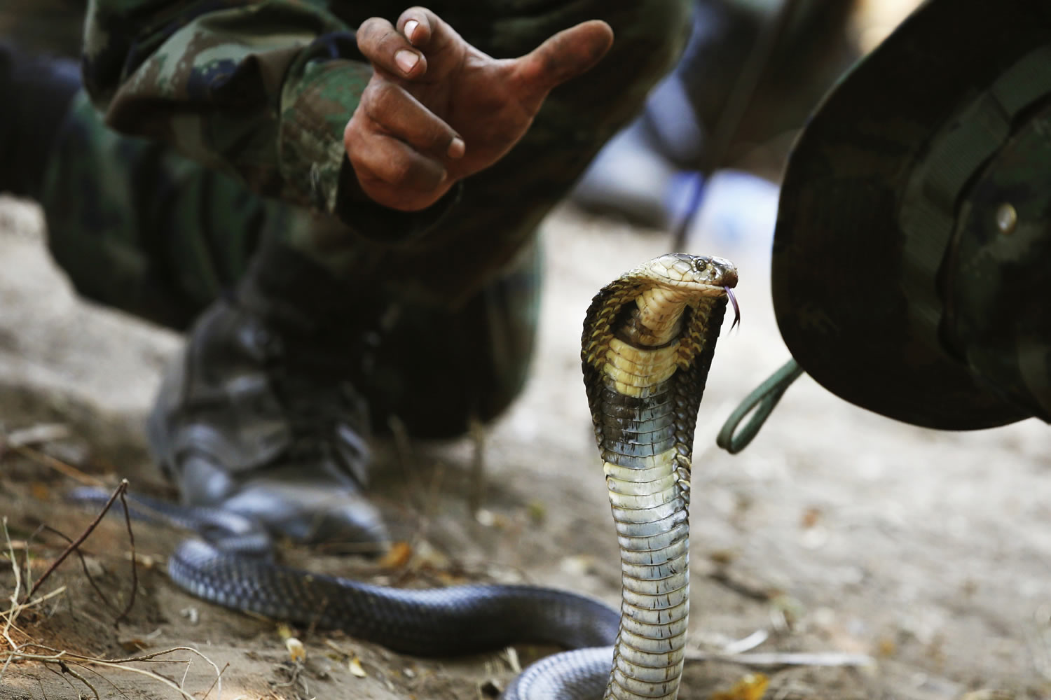 El veneno de las serpientes evoluciona y se hace más letal