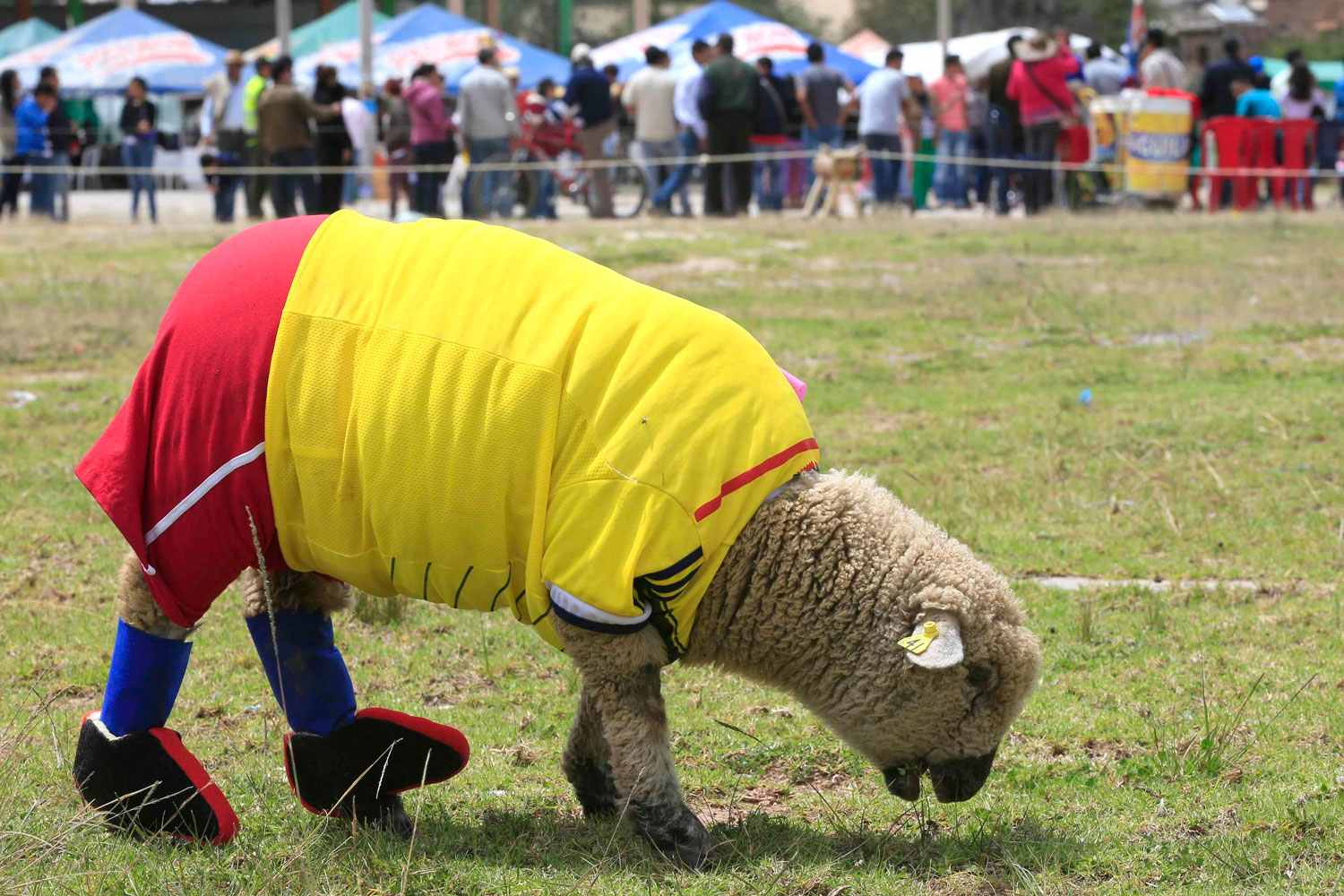 La oveja Falcao luce los colores de la selección colombiana ajena a quiénes serán convocados
