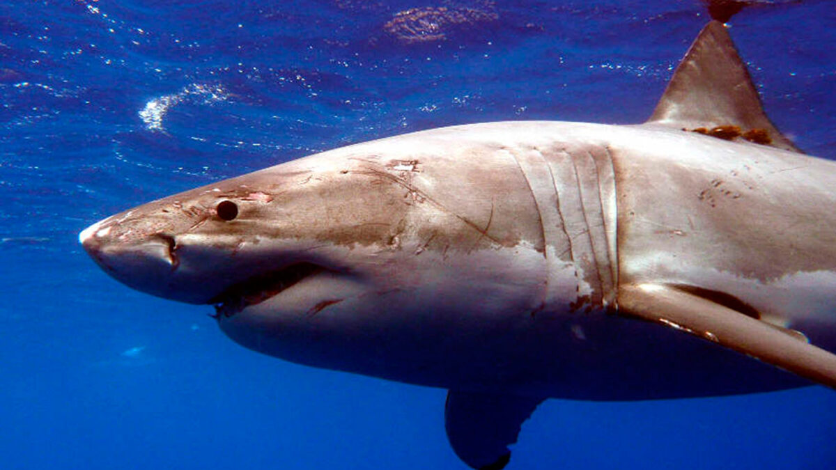 La población de tiburón blanco crece en California.