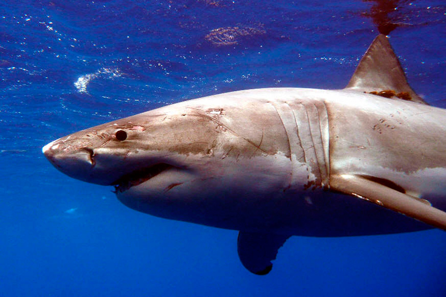 La población de tiburón blanco crece en California.