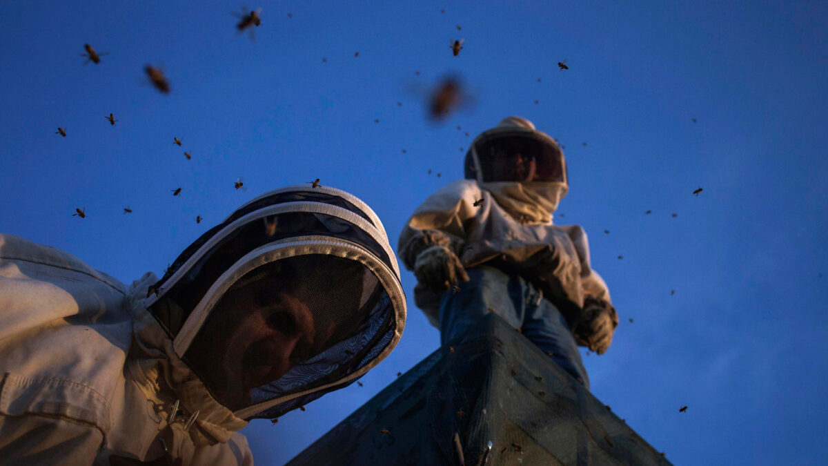 El pesticida que causa la muerte de las abejas, responsable del descenso de la población de aves