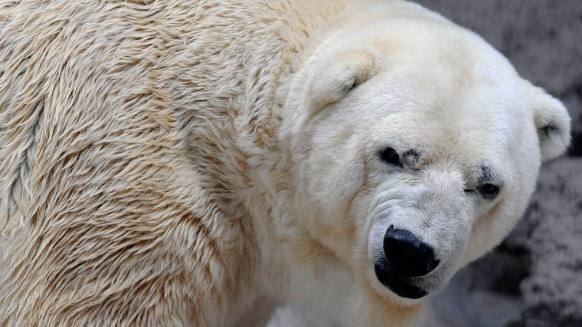 Arturo es el oso polar más triste del zoo de Mendoza