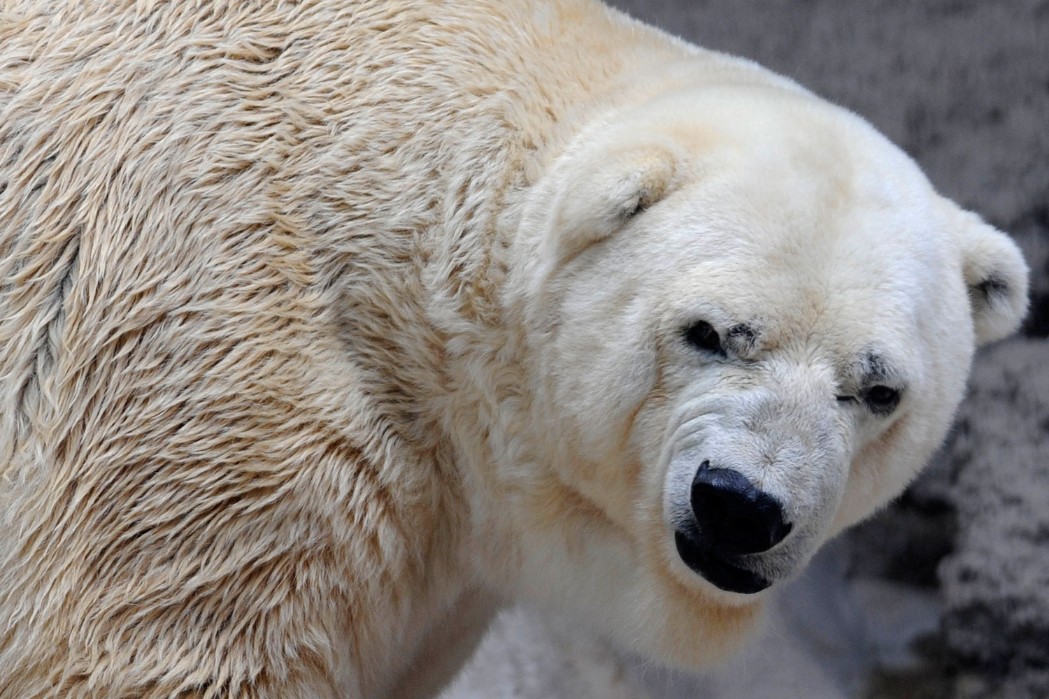 Arturo es el oso polar más triste del zoo de Mendoza