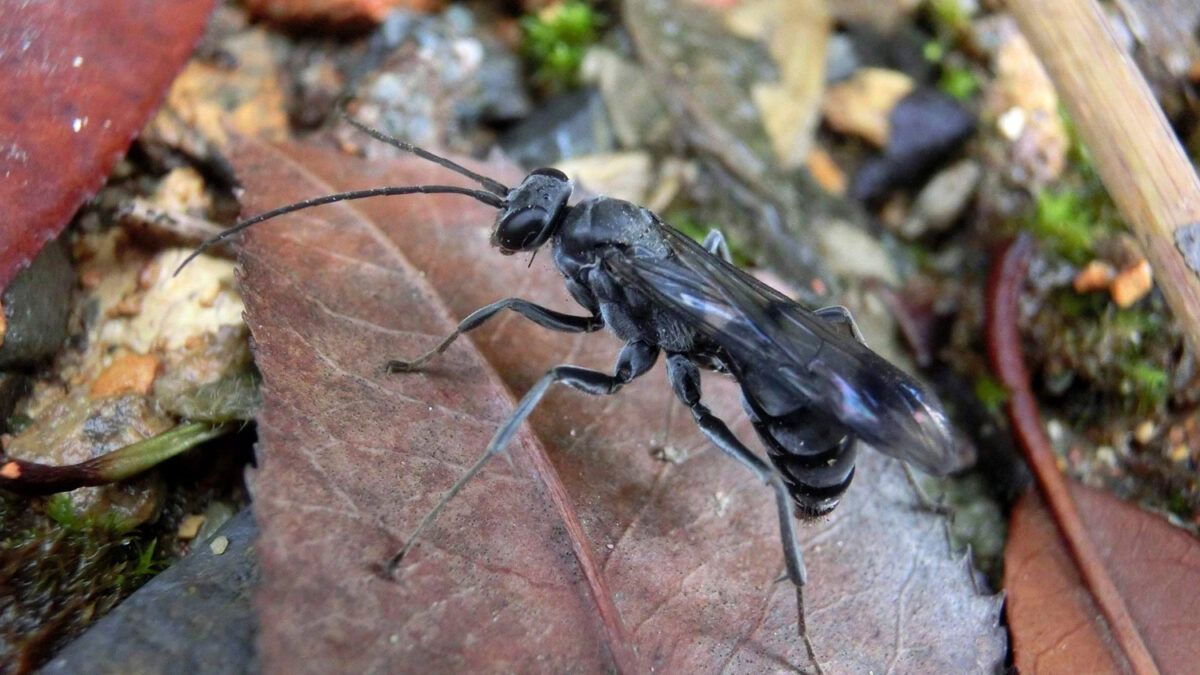 Os presentamos una nueva especie: la avispa-araña