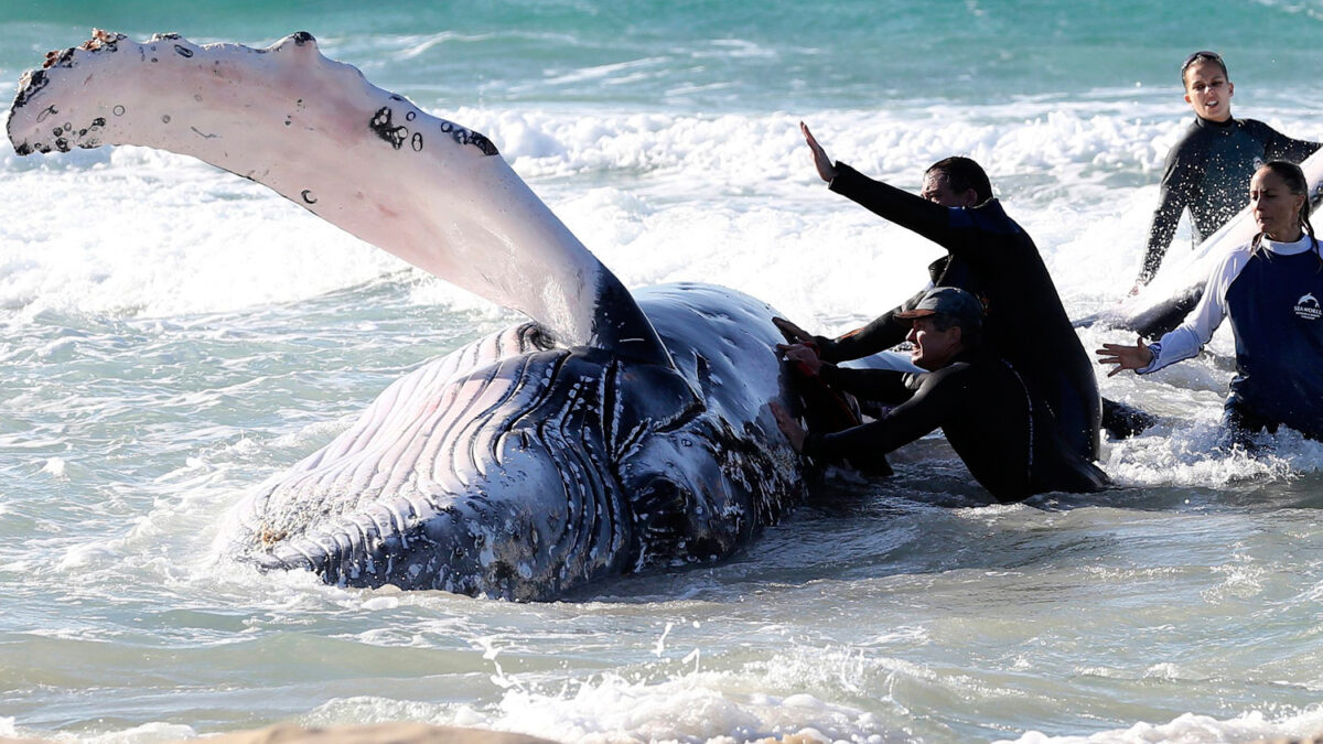 Una ballena jorobada llega a la costa de Palm Beach