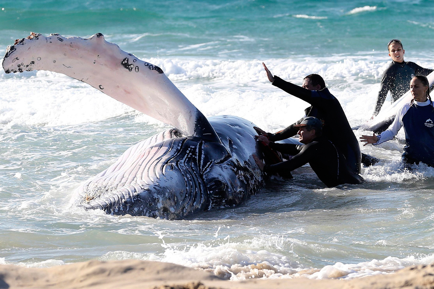 Una ballena jorobada llega a la costa de Palm Beach