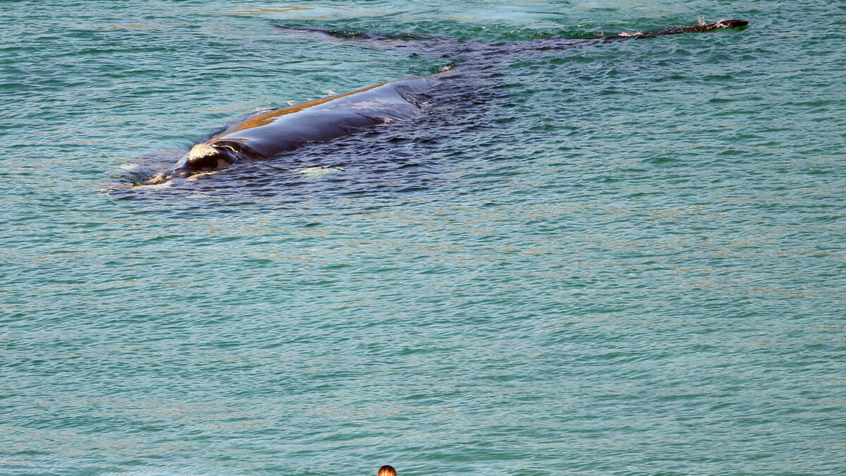 Una ballena Franca Austral se prepara para dar a luz