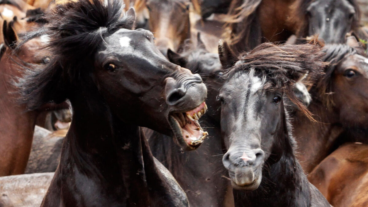 Rapa das Bestas, un rito en el que el hombre se mide a los caballos