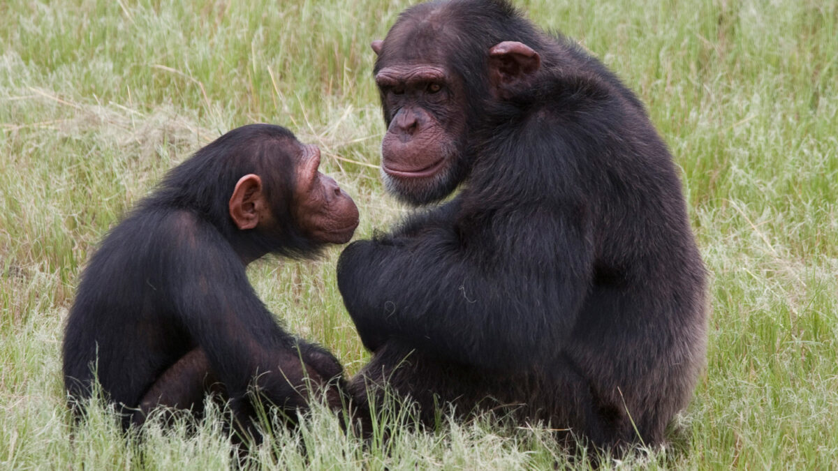 El primer ‘diccionario básico’ del lenguaje chimpancé.