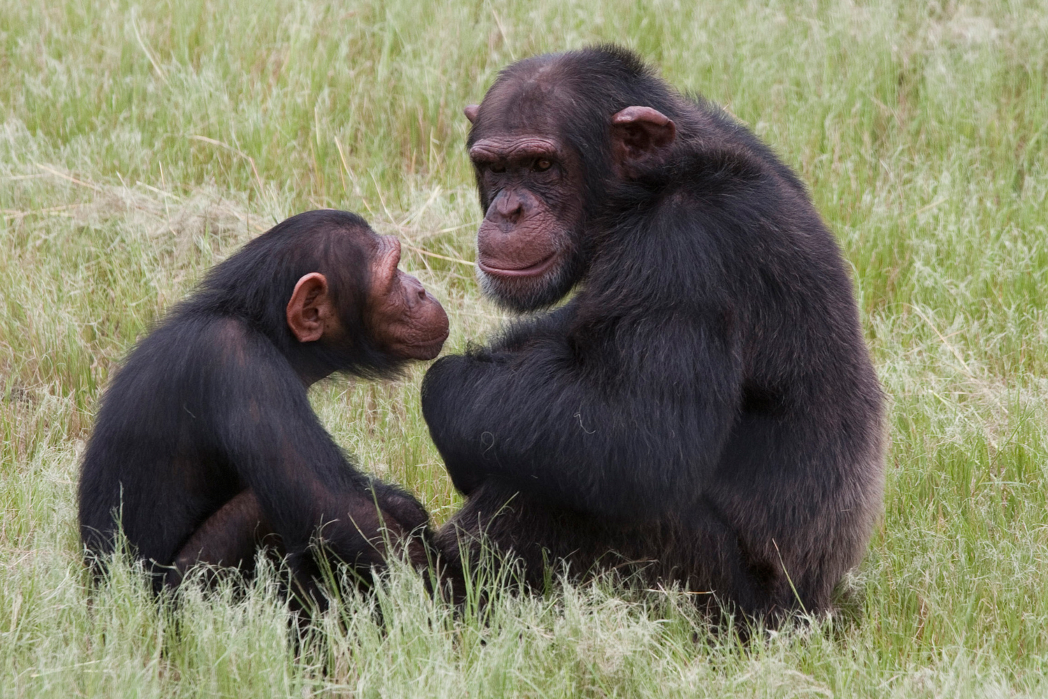 El primer 'diccionario básico' del lenguaje chimpancé.