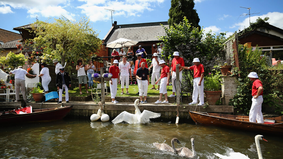 Londres pasa lista a sus cisnes