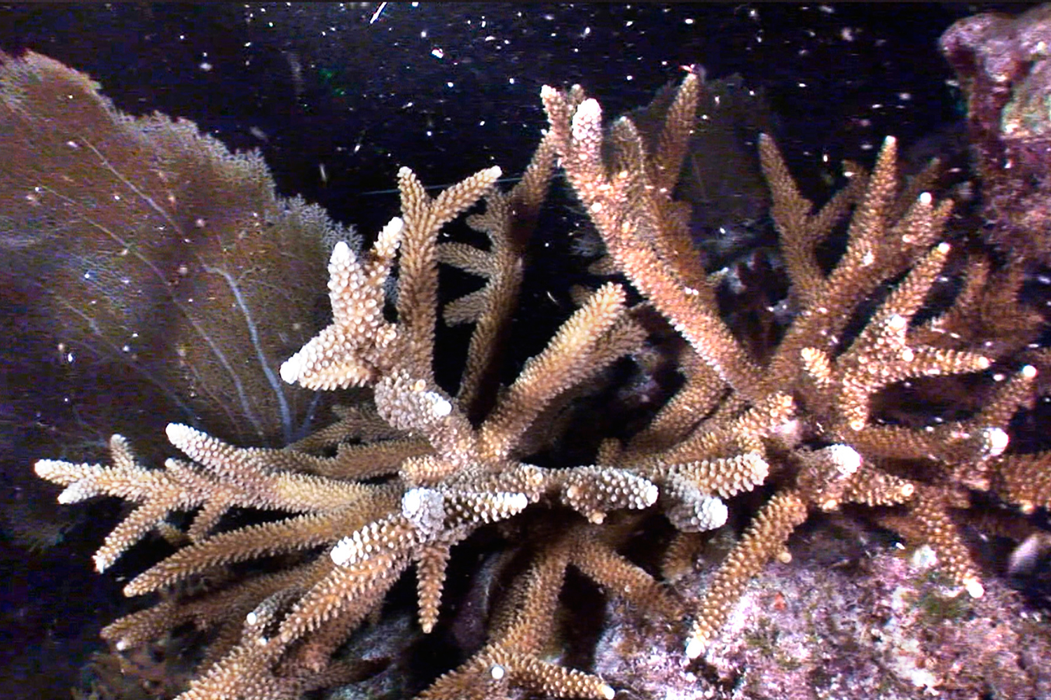 Los arrecifes de coral del Caribe podrían desaparecer en 20 años.