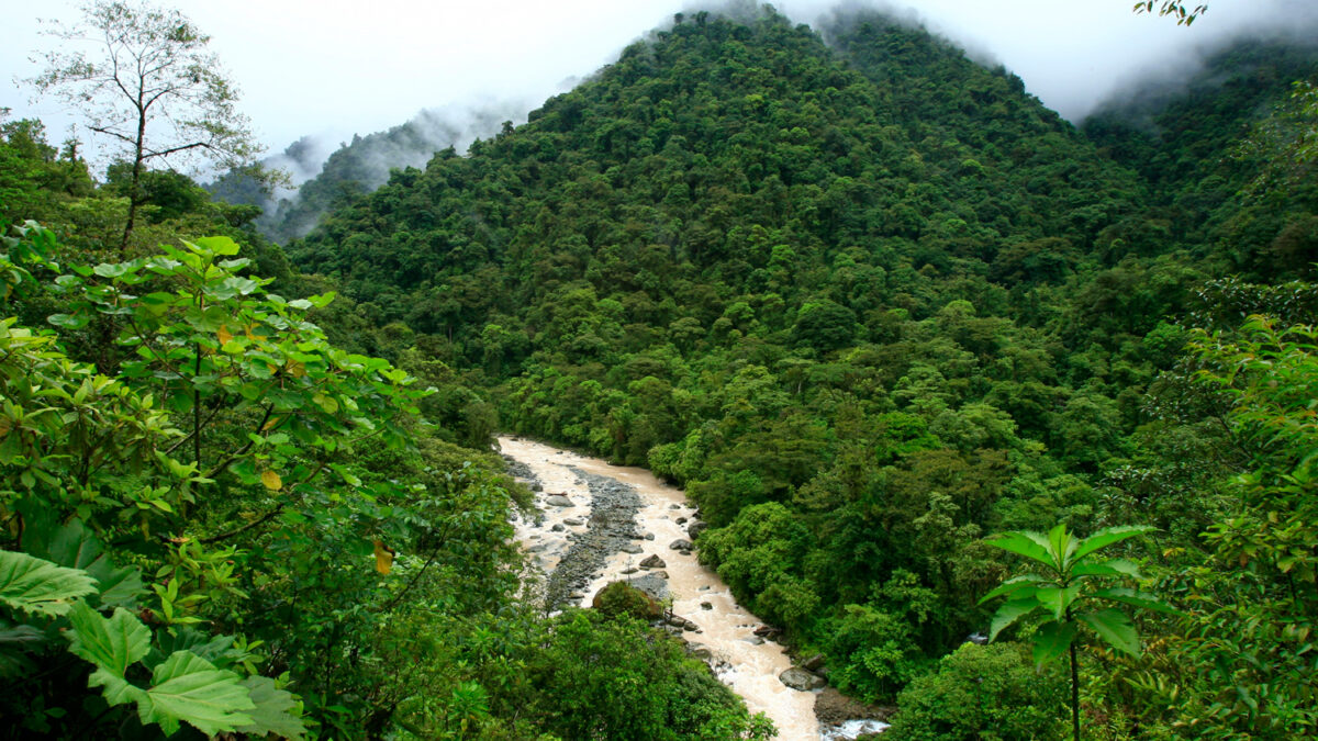 Las plantas ‘contienen la respiración’ en respuesta al aumento de CO2