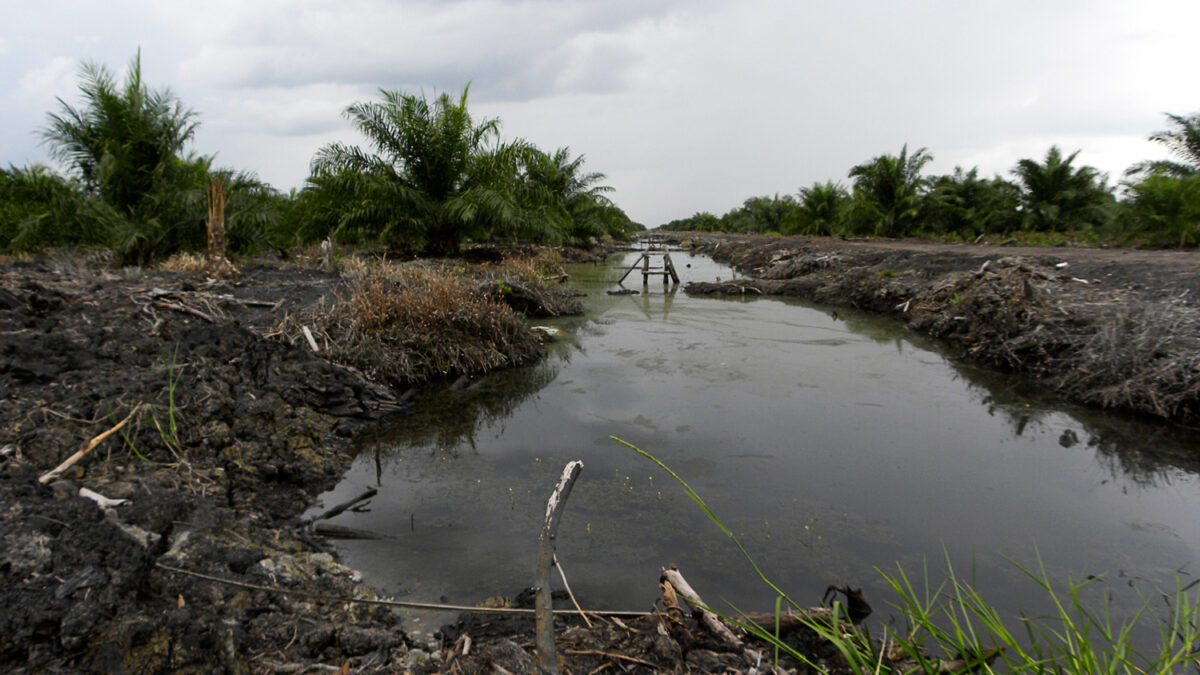 La deforestación en Indonesia supera por primera vez a la de Brasil