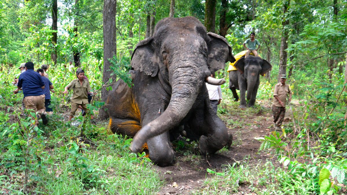 Socorren a un elefante herido