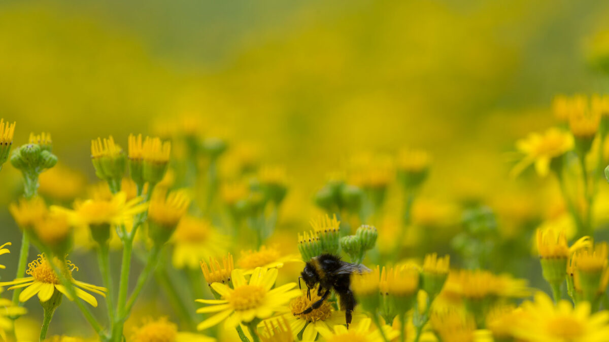 El cambio climático aumentará la fragancia floral del planeta Tierra