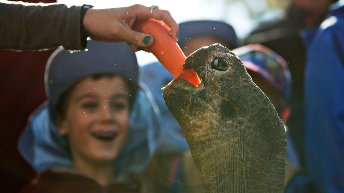 Hugo, una tortuga Galápagos de 63 años, pesa 166 kilos