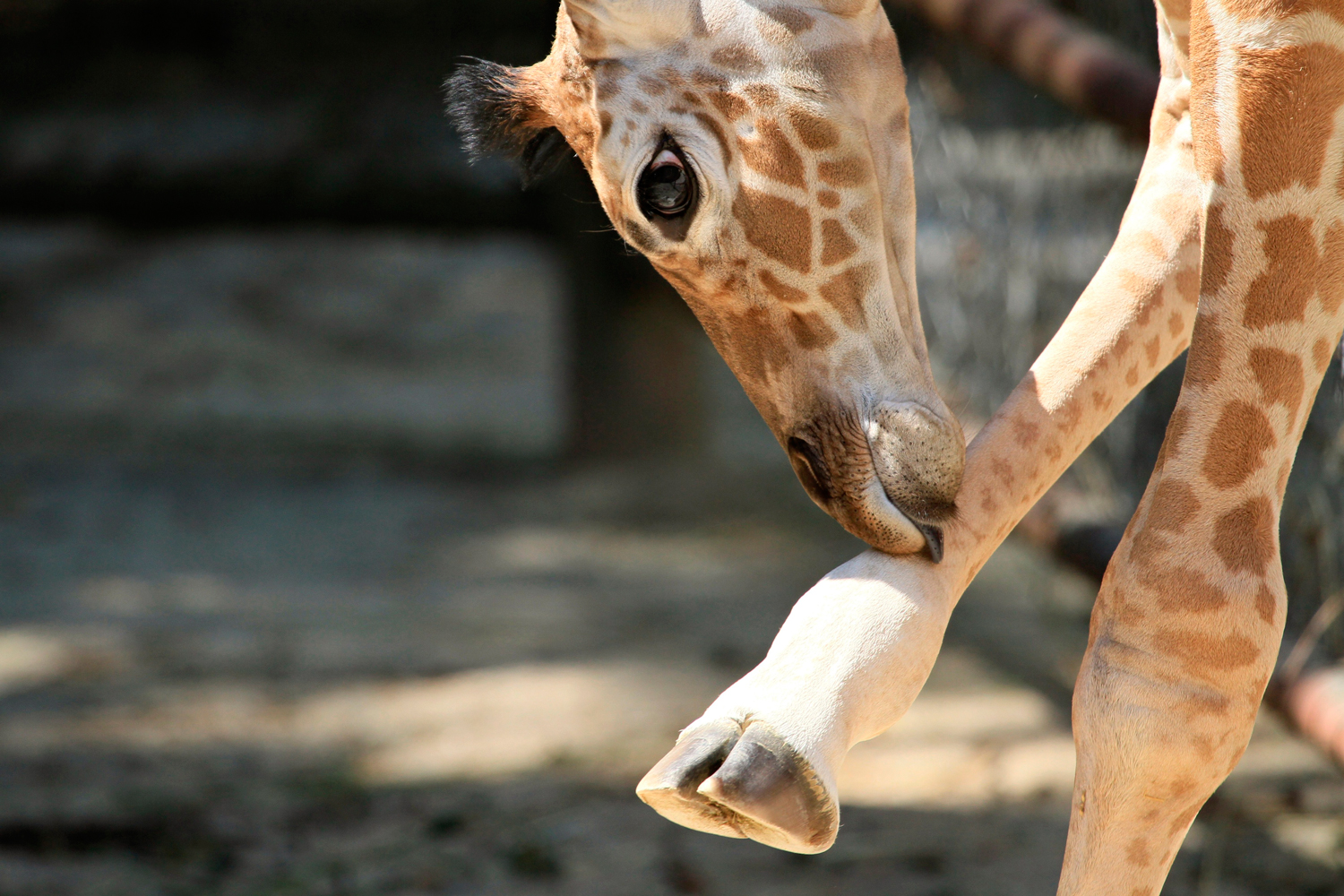 ¿Cómo hacen las jirafas para aguantar su peso?