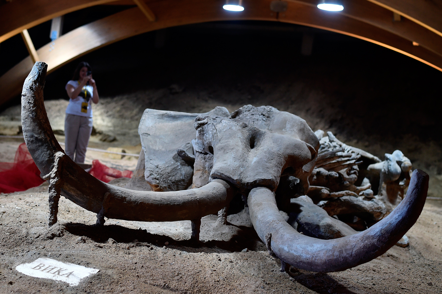 Una especie de mamut rescatada de una mina de carbón serbia