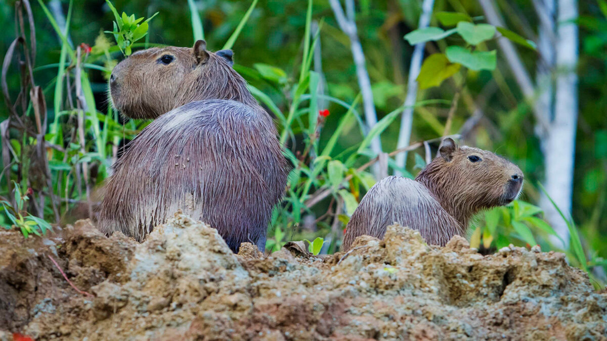 Parque Nacional del Manu, el parque natural con más biodiversidad del mundo.