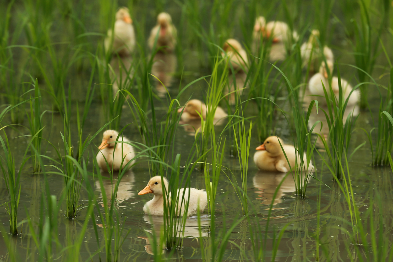 Los patos: la alternativa ecológica nipona a los herbicidas y pesticidas en los campos de arroz