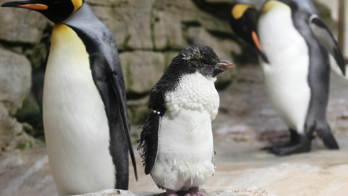 Así desarrolla un pingüino rey su plumaje adulto